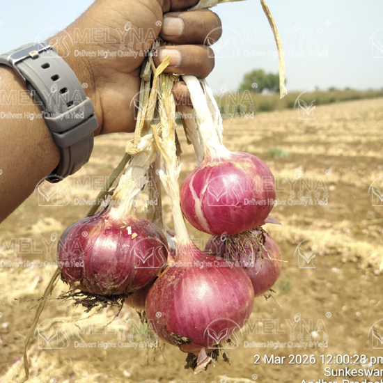 MELYNA PREETHI 1078 slider image 2