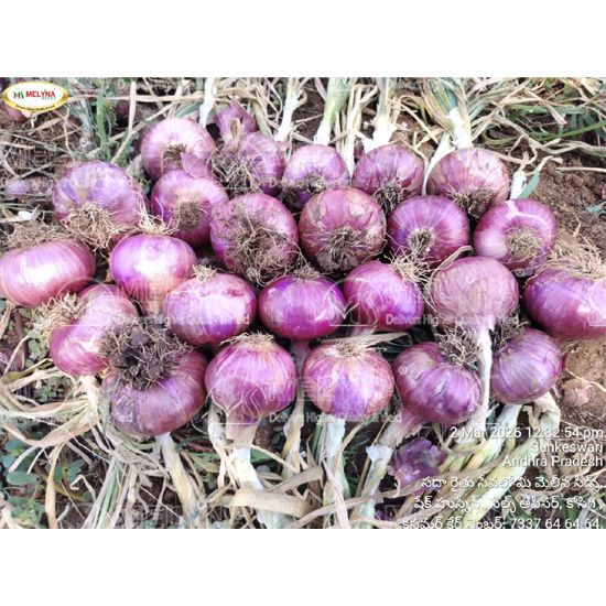 MELYNA PREETHI 1078 slider image 3