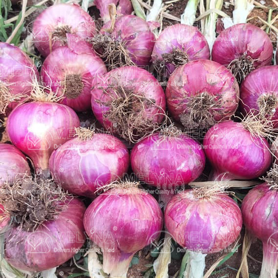 MELYNA PREETHI 1078 slider image 5