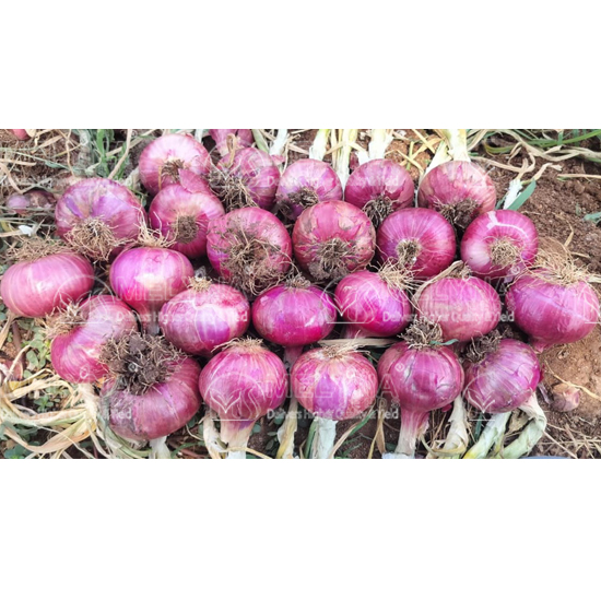 MELYNA PREETHI 1078 slider image 6