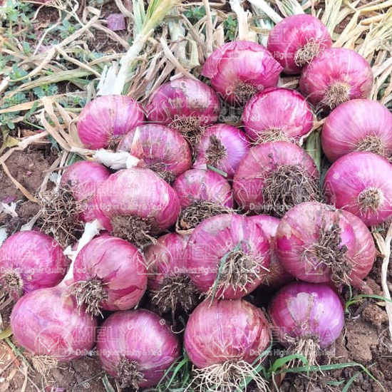 MELYNA PREETHI 1078 slider image 7