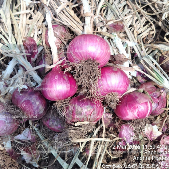 MELYNA PREETHI 1078 slider image 8