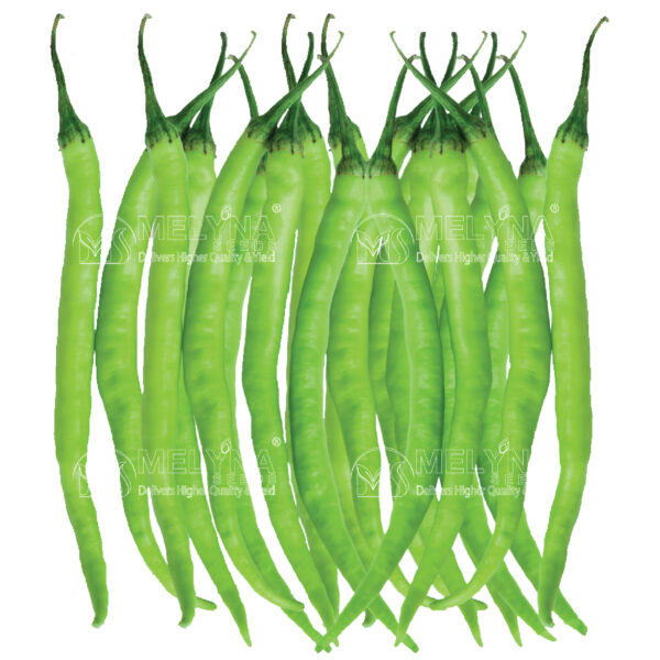 MELYNA PRIYA 147 slider image 1