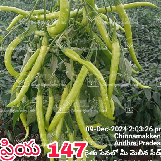 MELYNA PRIYA 147 slider image 1