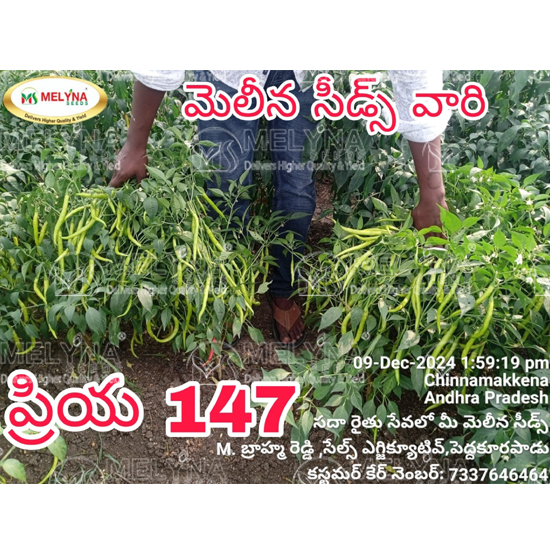 MELYNA PRIYA 147 slider image 3