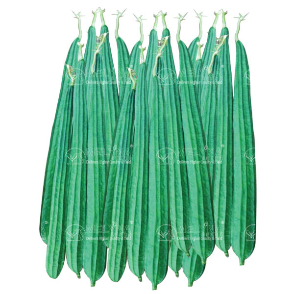 MELYNA RAGAVALLI 667 slider image 1