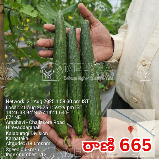 MELYNA RANI 665 slider image 2