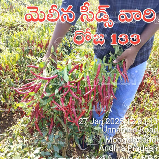 MELYNA ROJA 133 slider image 4