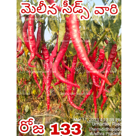 MELYNA ROJA 133 slider image 7