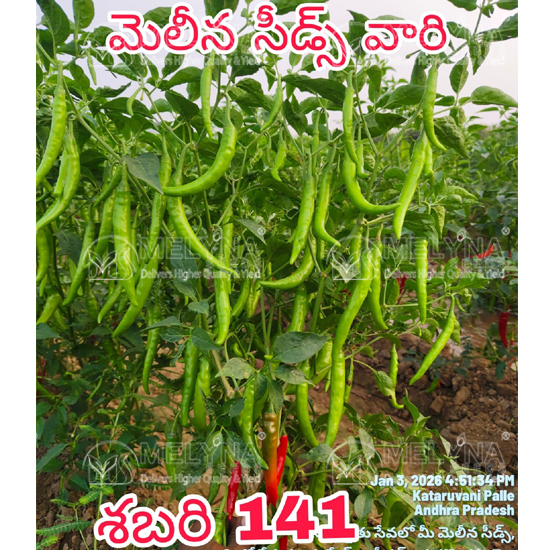 MELYNA SABARI 141 slider image 6