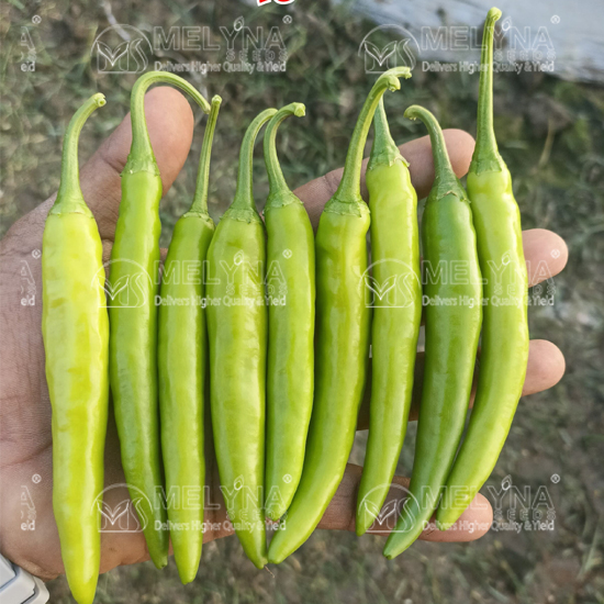 MELYNA SABARI 141 slider image 9