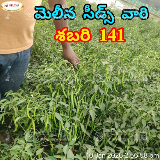 MELYNA SABARI 141 slider image 10