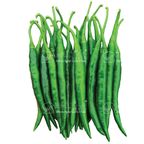 MELYNA SAKHI 023 slider image 1