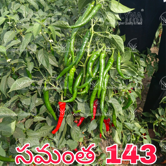 MELYNA SAMANTHA 143 slider image 10