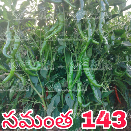 MELYNA SAMANTHA 143 slider image 2