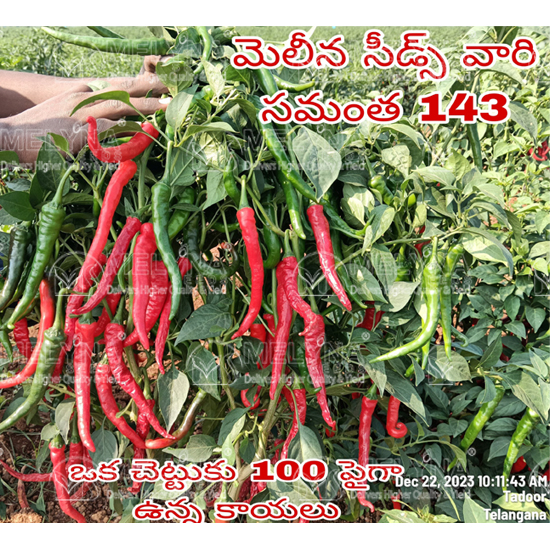 MELYNA SAMANTHA 143 slider image 5