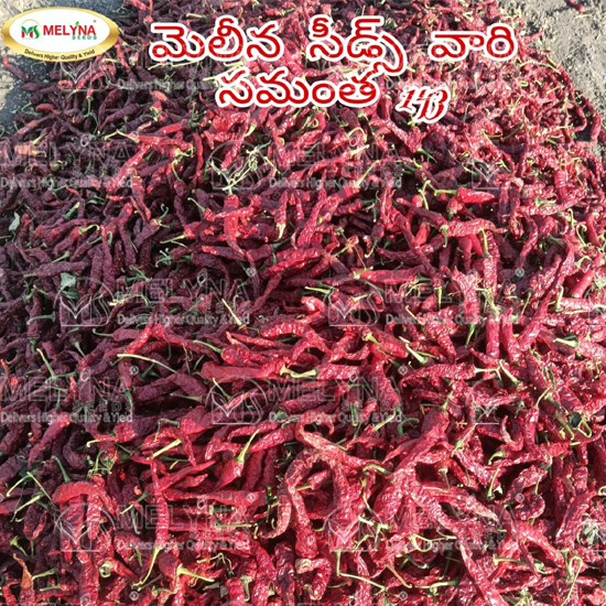 MELYNA SAMANTHA 143 slider image 6