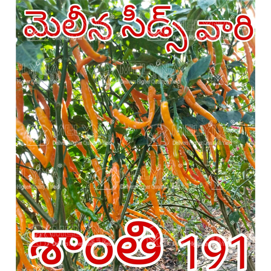 MELYNA SANTHI 191 slider image 2