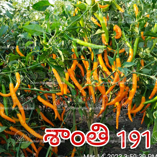 MELYNA SANTHI 191 slider image 3