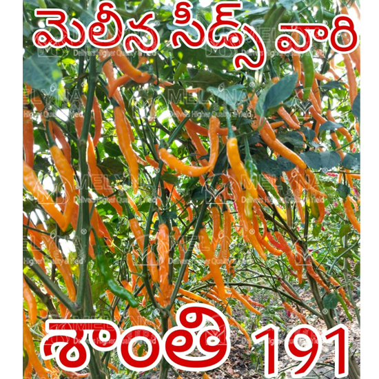 MELYNA SANTHI 191 slider image 4