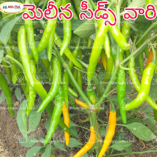 MELYNA SANTHI 191 slider image 9