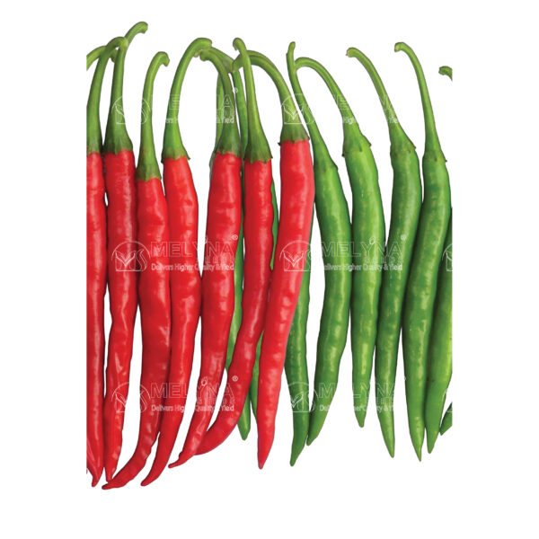 MELYNA SAVITRI 115 slider image 1