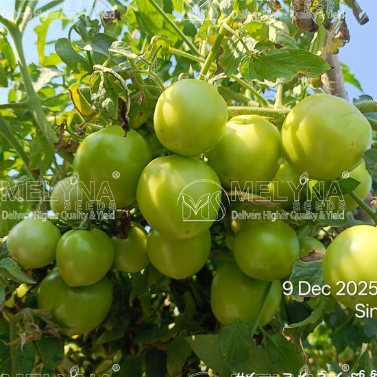 MELYNA SINDHU 224 slider image 3