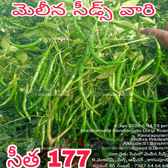 MELYNA SITA 177 slider image 5