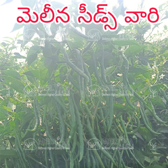 MELYNA SITA 177 slider image 4