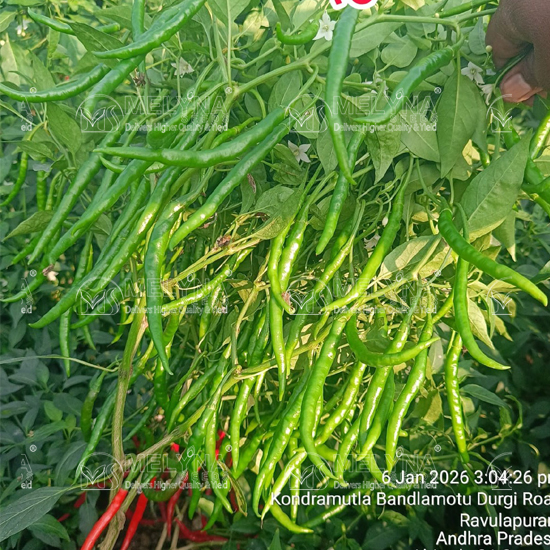 MELYNA SITA 177 slider image 3