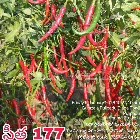 MELYNA SITA 177 slider image 1