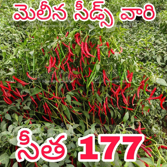 MELYNA SITA 177 slider image 7