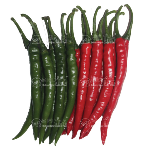 MELYNA SIVAGAMI 193 slider image 2