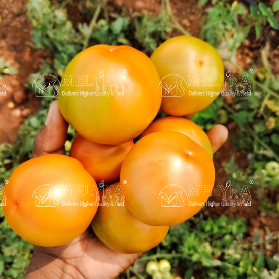 MELYNA SIVANGI 226 slider image 4