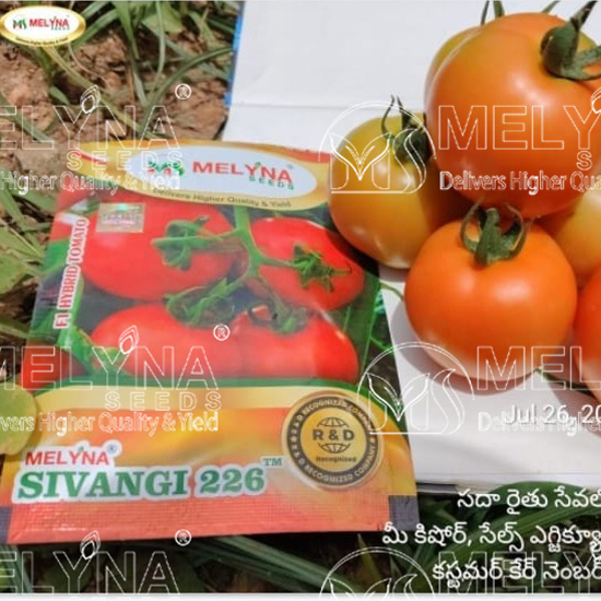 MELYNA SIVANGI 226 slider image 5