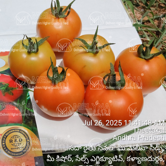 MELYNA SIVANGI 226 slider image 1