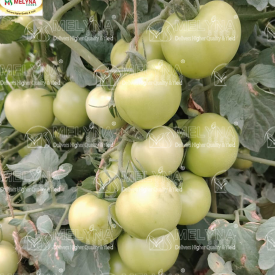 MELYNA SIVANGI 226 slider image 4