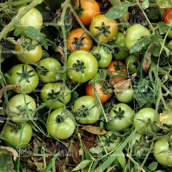 MELYNA SIVANGI 226 slider image 7