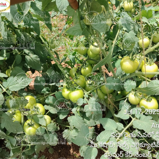 MELYNA SIVANGI 226 slider image 8