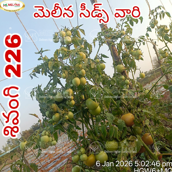 MELYNA SIVANGI 226 slider image 6