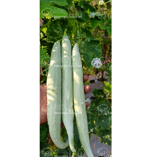 MELYNA NAGINI 680 slider image 2