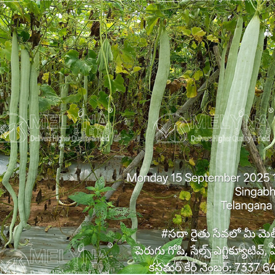 MELYNA NAGINI 680 slider image 4