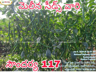 MELYNA SOUNDARYA 117