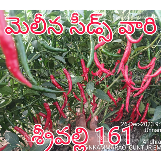 MELYNA SRIVALLI 161 slider image 3