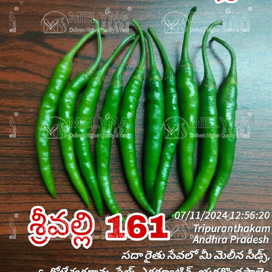 MELYNA SRIVALLI 161 slider image 1