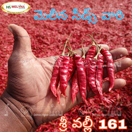 MELYNA SRIVALLI 161 slider image 5