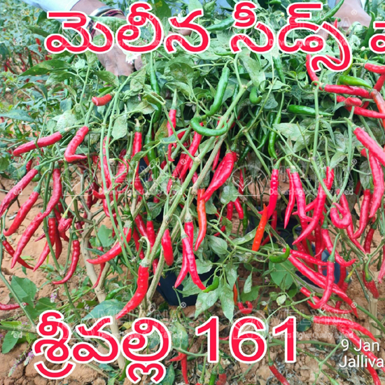 MELYNA SRIVALLI 161 slider image 6