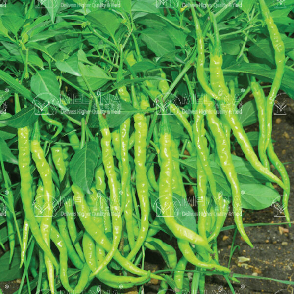 MELYNA SUPRIYA 144 slider image 1