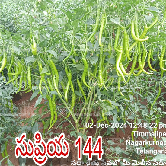 MELYNA SUPRIYA 144 slider image 3