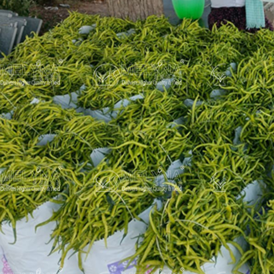 MELYNA SUPRIYA 144 slider image 4